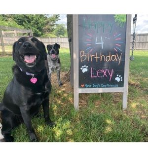 Meet your Posher, Lynda - We are Pet friendly